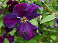 Clematis Tuczka IMG_4425 Powojnik